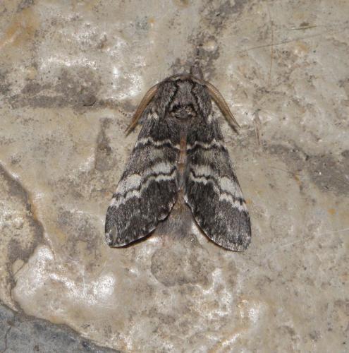 Réf. 180 899 : Drymonia ruficornis